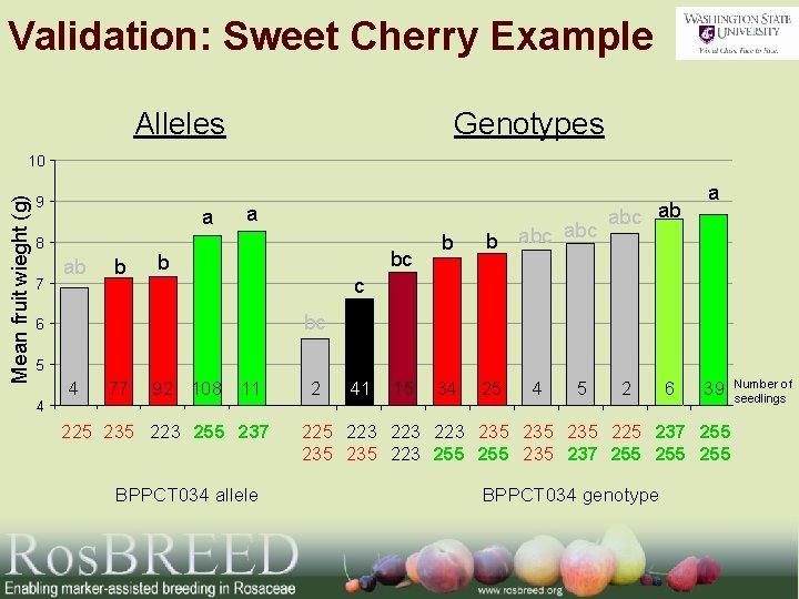 Validation: Sweet Cherry Example Alleles Genotypes Mean fruit wieght (g) 10 9 a 8