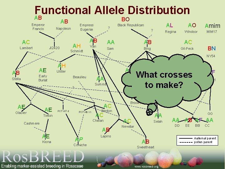 Functional Allele Distribution AB Empress Eugenie Napoleon AC Lambert BO AB Emperor Francis JI