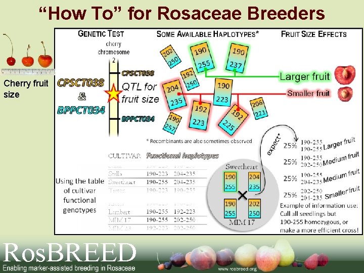 “How To” for Rosaceae Breeders Cherry fruit size Ros. BREED 