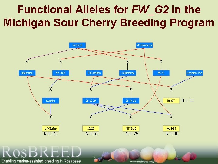 Functional Alleles for FW_G 2 in the Michigan Sour Cherry Breeding Program N =