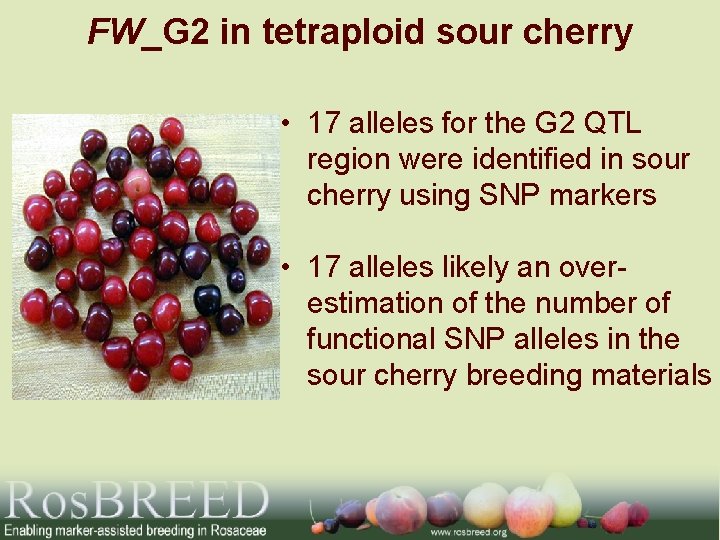 FW_G 2 in tetraploid sour cherry • 17 alleles for the G 2 QTL