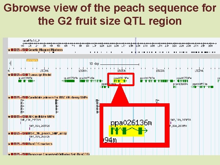 Gbrowse view of the peach sequence for the G 2 fruit size QTL region