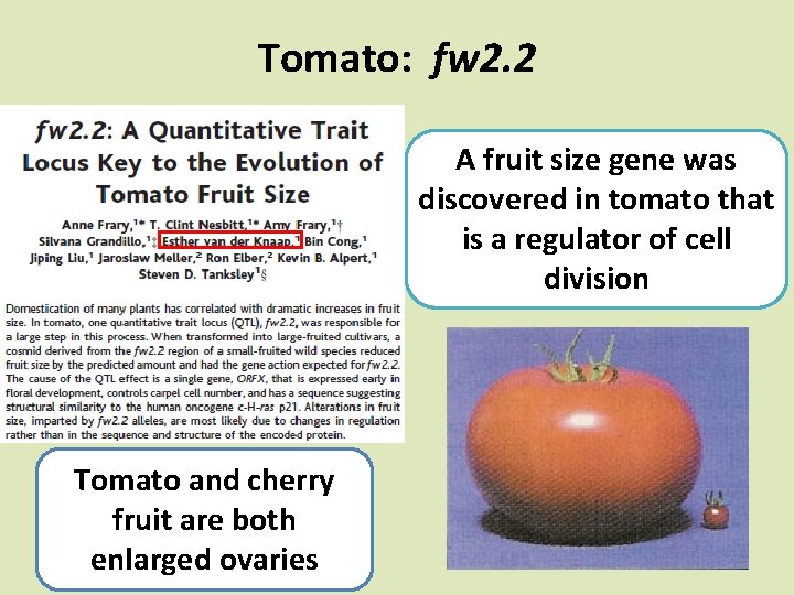 Tomato: fw 2. 2 A fruit size gene was discovered in tomato that is