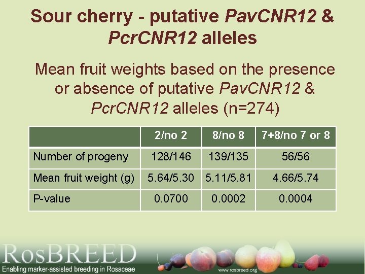 Sour cherry - putative Pav. CNR 12 & Pcr. CNR 12 alleles Mean fruit