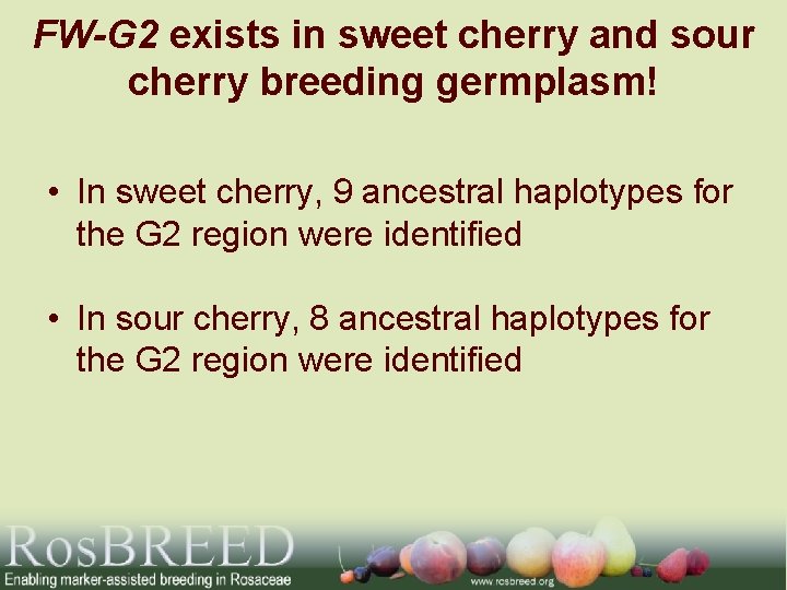 FW-G 2 exists in sweet cherry and sour cherry breeding germplasm! • In sweet