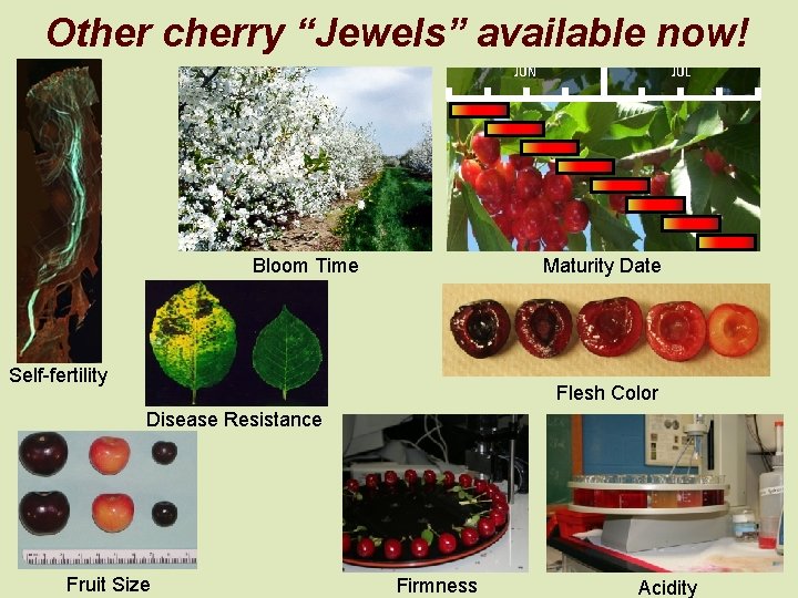 Other cherry “Jewels” available now! JUN Bloom Time JUL Maturity Date Self-fertility Flesh Color
