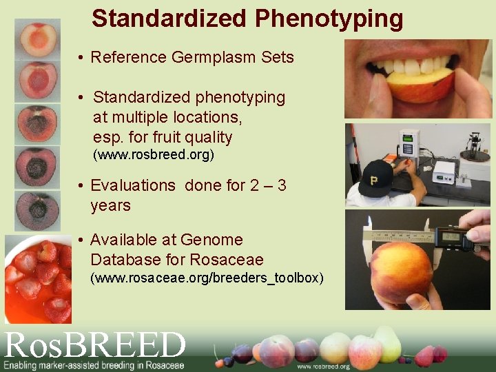 Standardized Phenotyping • Reference Germplasm Sets • Standardized phenotyping at multiple locations, esp. for