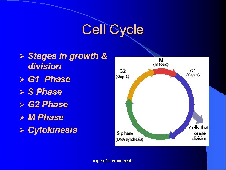 Cell Cycle Ø Ø Ø Stages in growth & division G 1 Phase S