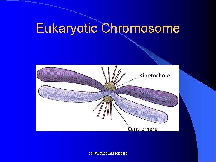 Eukaryotic Chromosome copyright cmassengale 