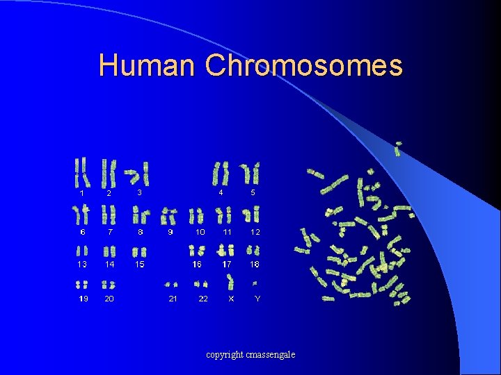 Human Chromosomes copyright cmassengale 