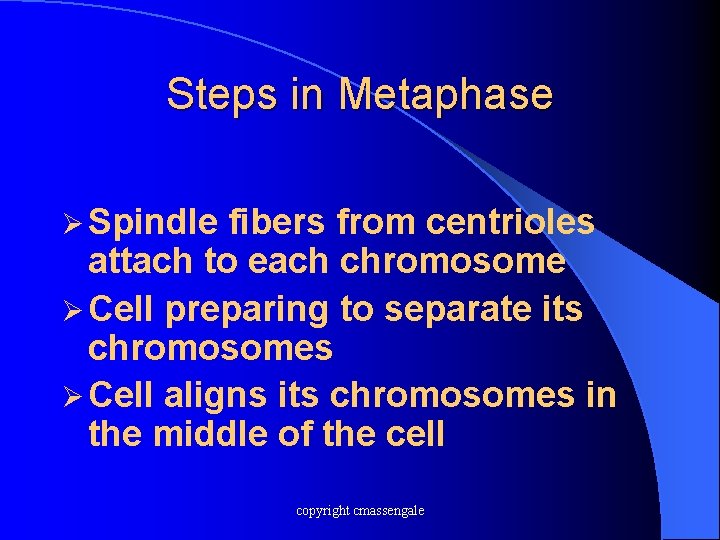 Steps in Metaphase Ø Spindle fibers from centrioles attach to each chromosome Ø Cell