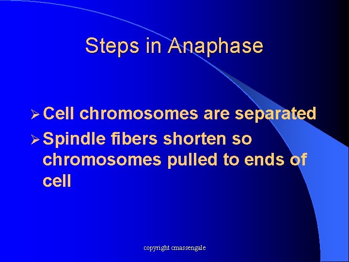 Steps in Anaphase Ø Cell chromosomes are separated Ø Spindle fibers shorten so chromosomes