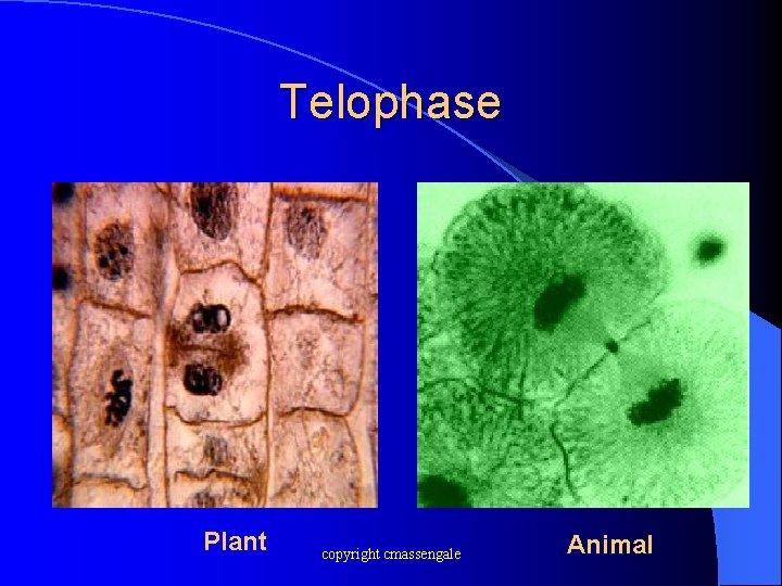 Telophase Plant copyright cmassengale Animal 