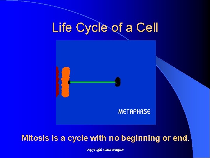 Life Cycle of a Cell Mitosis is a cycle with no beginning or end.