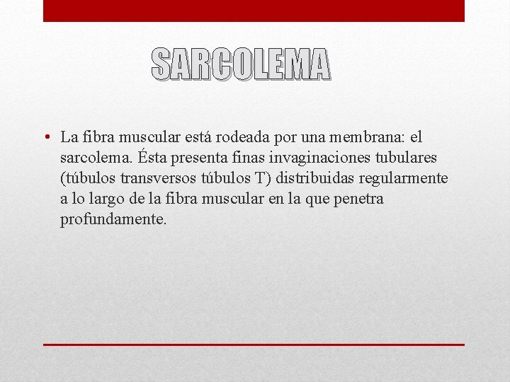 SARCOLEMA • La fibra muscular está rodeada por una membrana: el sarcolema. Ésta presenta