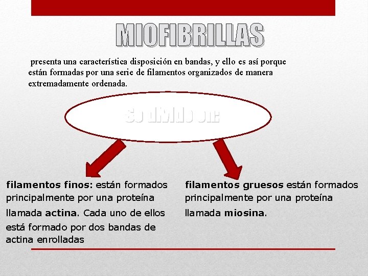 MIOFIBRILLAS presenta una característica disposición en bandas, y ello es así porque están formadas