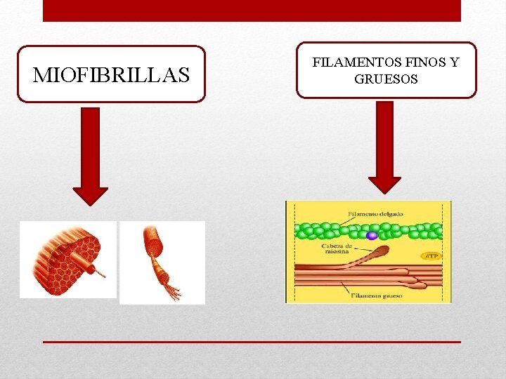 MIOFIBRILLAS FILAMENTOS FINOS Y GRUESOS 