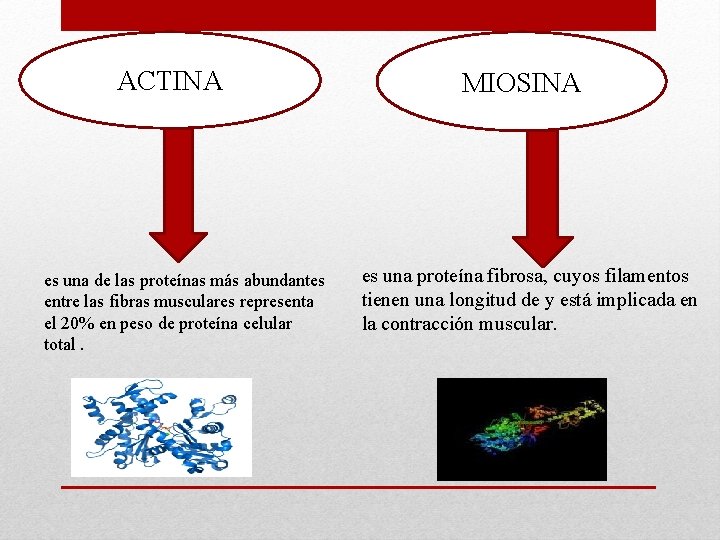 ACTINA es una de las proteínas más abundantes entre las fibras musculares representa el