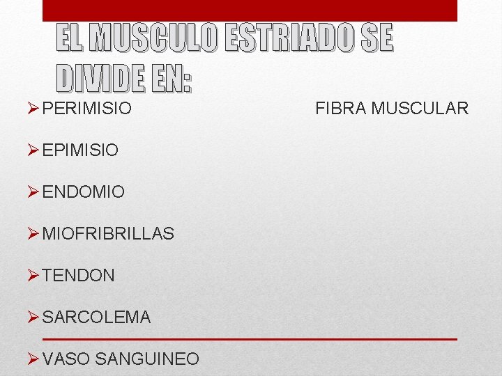 EL MUSCULO ESTRIADO SE DIVIDE EN: Ø PERIMISIO Ø EPIMISIO Ø ENDOMIO Ø MIOFRIBRILLAS