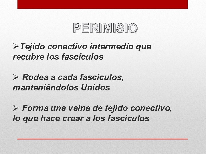 PERIMISIO ØTejido conectivo intermedio que recubre los fascículos Ø Rodea a cada fascículos, manteniéndolos
