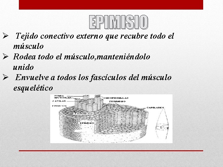 EPIMISIO Ø Tejido conectivo externo que recubre todo el músculo Ø Rodea todo el