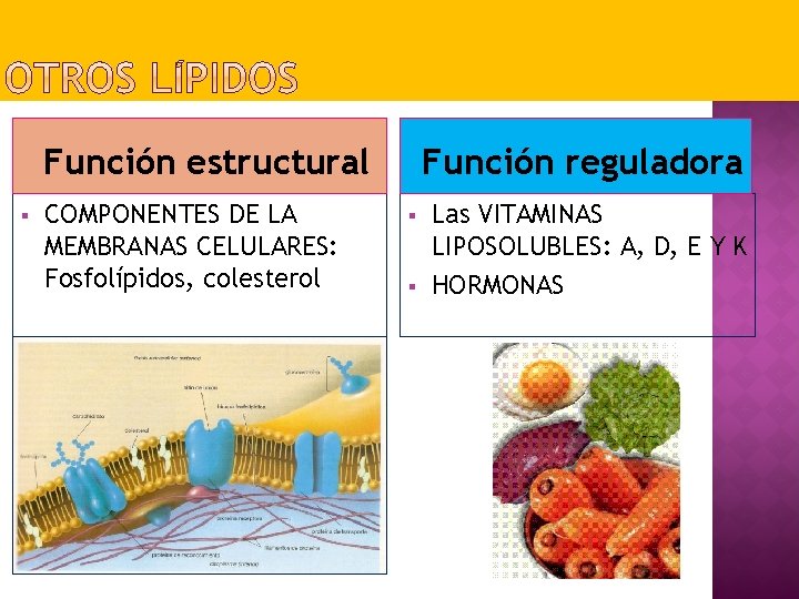 Función estructural § COMPONENTES DE LA MEMBRANAS CELULARES: Fosfolípidos, colesterol Función reguladora § §