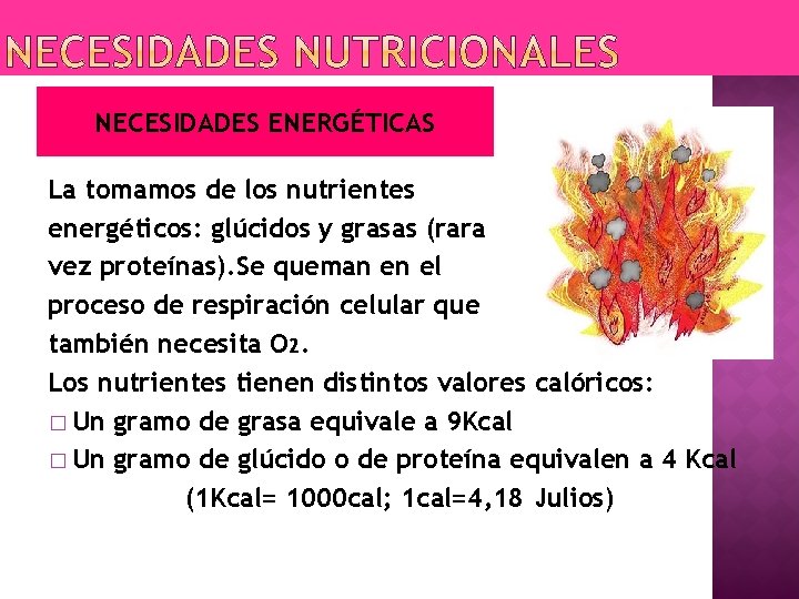 NECESIDADES ENERGÉTICAS La tomamos de los nutrientes energéticos: glúcidos y grasas (rara vez proteínas).