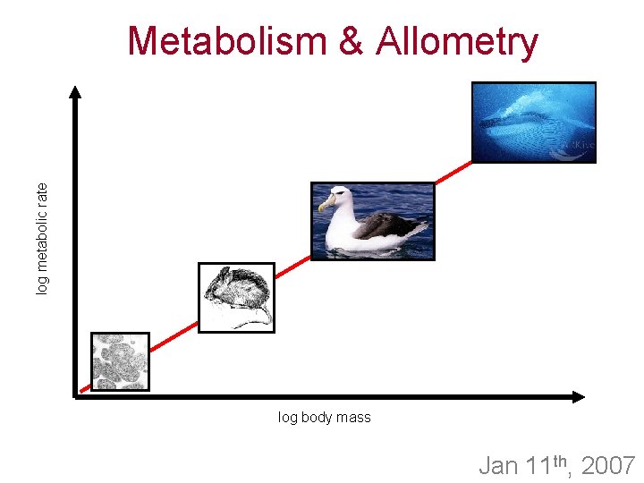 log metabolic rate Metabolism & Allometry log body mass Jan 11 th, 2007 