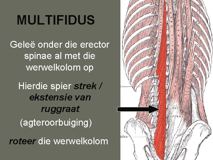 MULTIFIDUS Geleë onder die erector spinae al met die werwelkolom op Hierdie spier strek