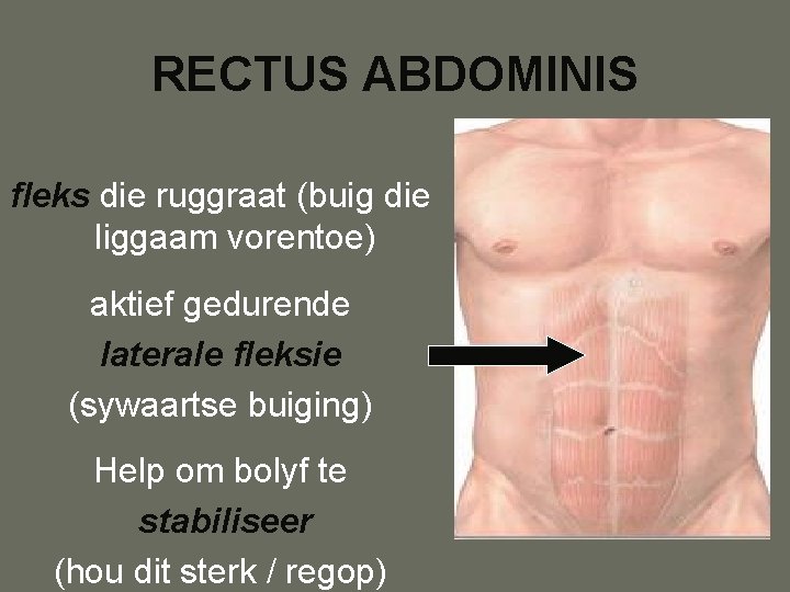 RECTUS ABDOMINIS fleks die ruggraat (buig die liggaam vorentoe) aktief gedurende laterale fleksie (sywaartse