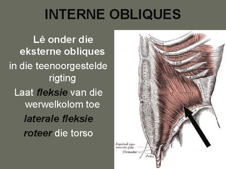 INTERNE OBLIQUES Lê onder die eksterne obliques in die teenoorgestelde rigting Laat fleksie van