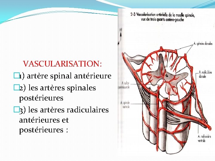 VASCULARISATION: � 1) artère spinal antérieure � 2) les artères spinales postérieures � 3)