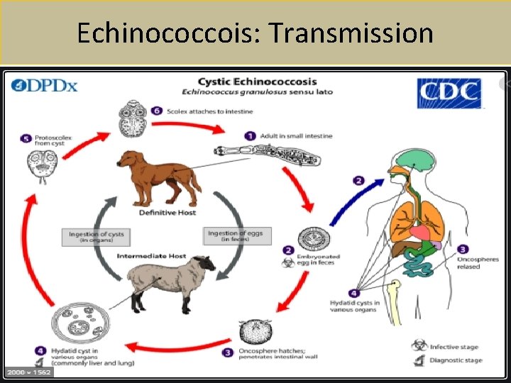 Echinococcois: Transmission 