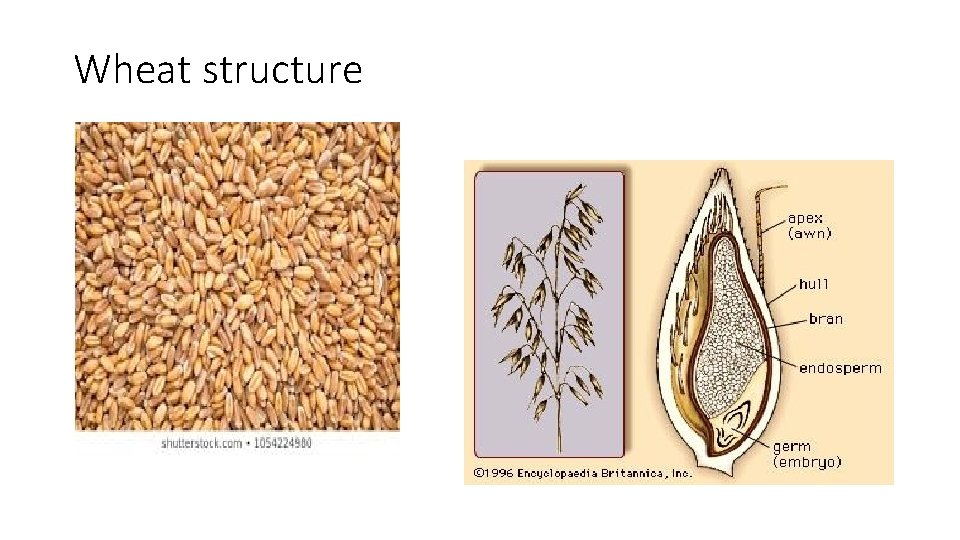 Wheat structure 