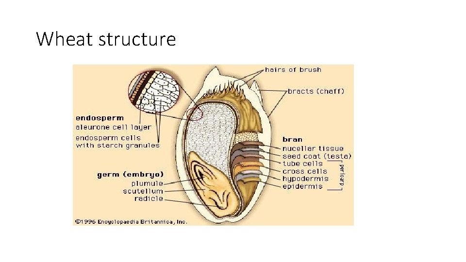 Wheat structure 