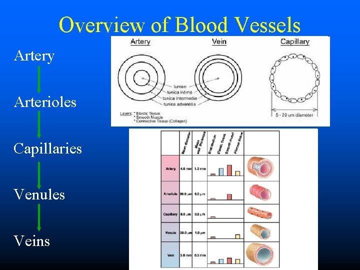 Overview of Blood Vessels Artery Arterioles Capillaries Venules Veins 