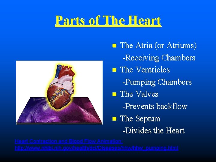 Parts of The Heart The Atria (or Atriums) -Receiving Chambers The Ventricles -Pumping Chambers