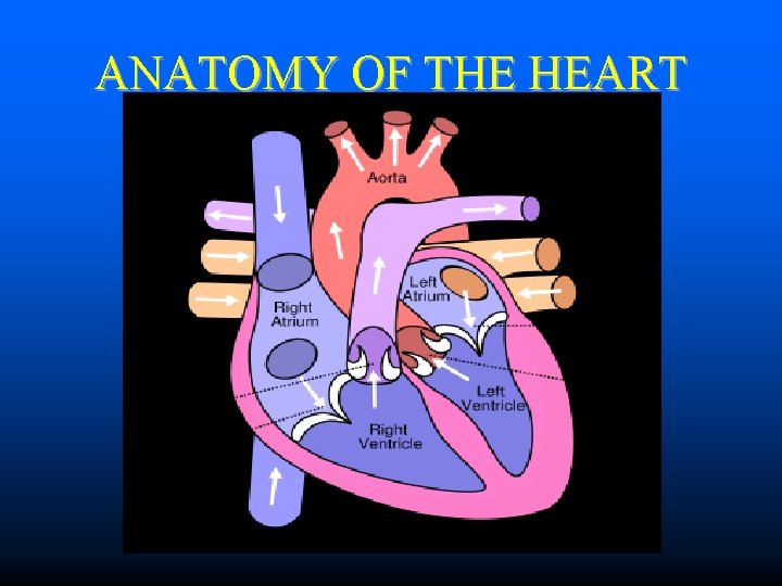 ANATOMY OF THE HEART 
