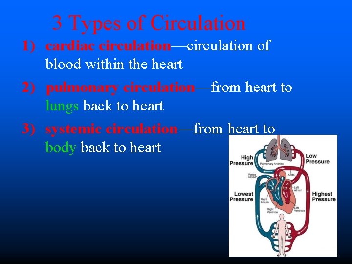 3 Types of Circulation 1) cardiac circulation—circulation of blood within the heart 2) pulmonary