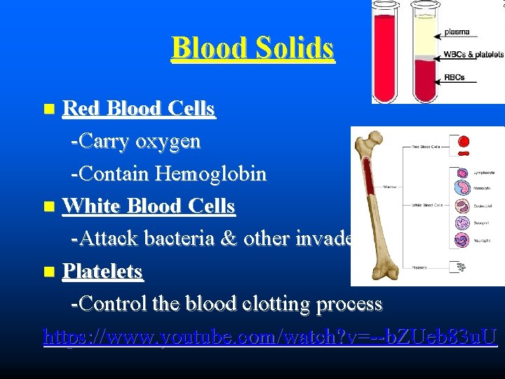 Blood Solids Red Blood Cells -Carry oxygen -Contain Hemoglobin White Blood Cells -Attack bacteria
