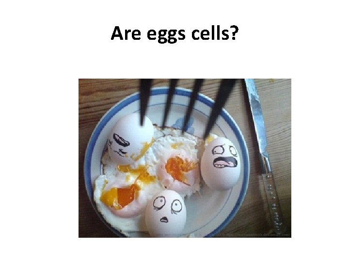 Are eggs cells? 