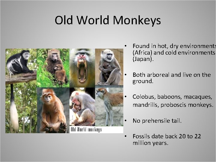 Old World Monkeys • Found in hot, dry environments (Africa) and cold environments (Japan).