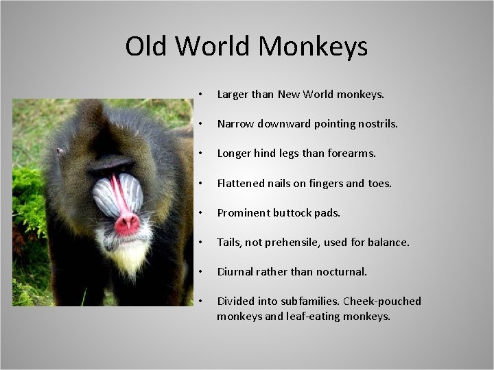 Old World Monkeys • Larger than New World monkeys. • Narrow downward pointing nostrils.