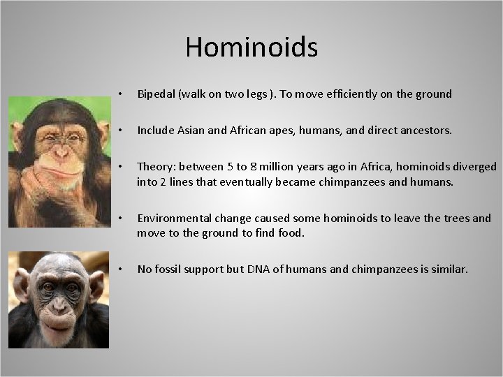 Hominoids • Bipedal (walk on two legs ). To move efficiently on the ground
