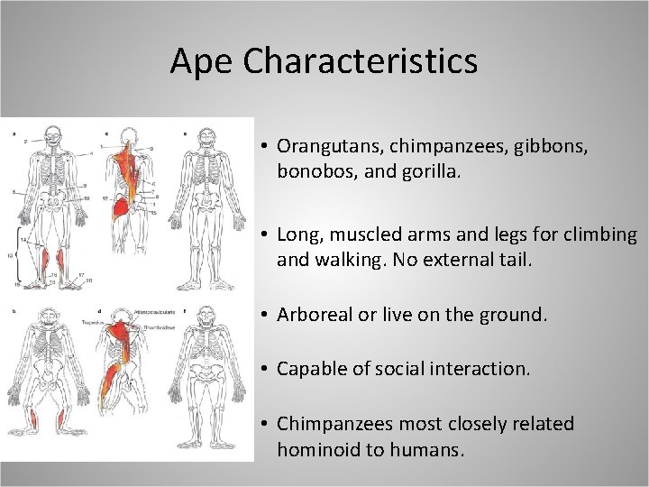Ape Characteristics • Orangutans, chimpanzees, gibbons, bonobos, and gorilla. • Long, muscled arms and