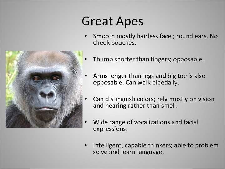 Great Apes • Smooth mostly hairless face ; round ears. No cheek pouches. •