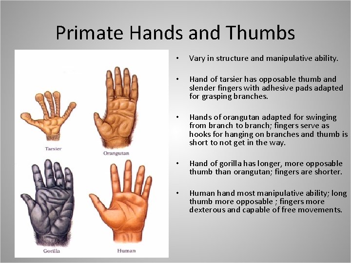 Primate Hands and Thumbs • Vary in structure and manipulative ability. • Hand of
