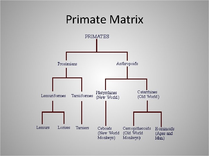 Primate Matrix 