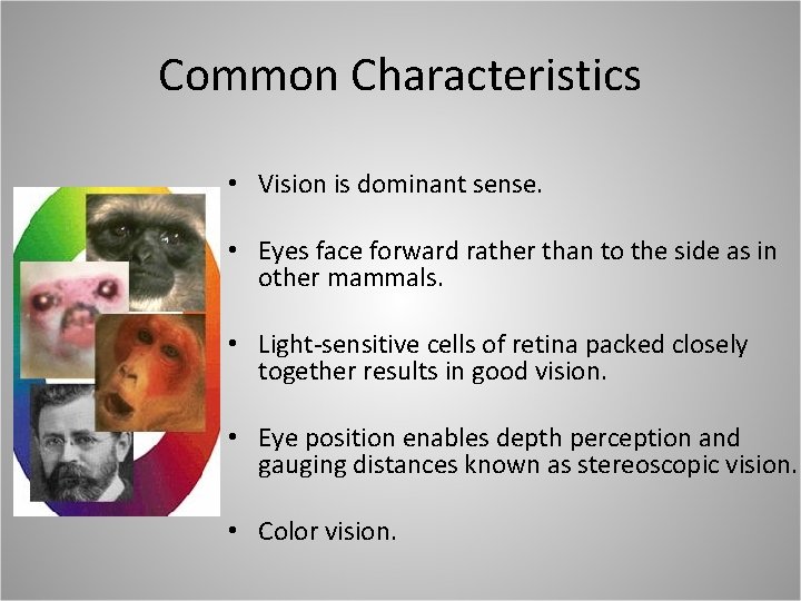 Common Characteristics • Vision is dominant sense. • Eyes face forward rather than to