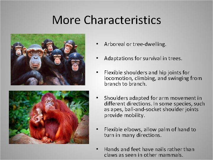 More Characteristics • Arboreal or tree-dwelling. • Adaptations for survival in trees. • Flexible